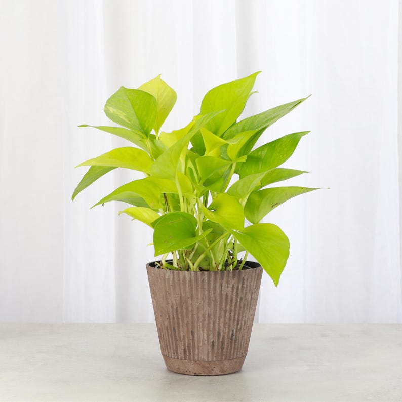 May include: A potted golden pothos plant with bright green leaves in a brown textured pot.