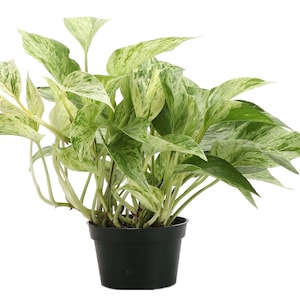 May include: A potted marble queen plant with variegated green and white leaves. The plant is in a black plastic pot.