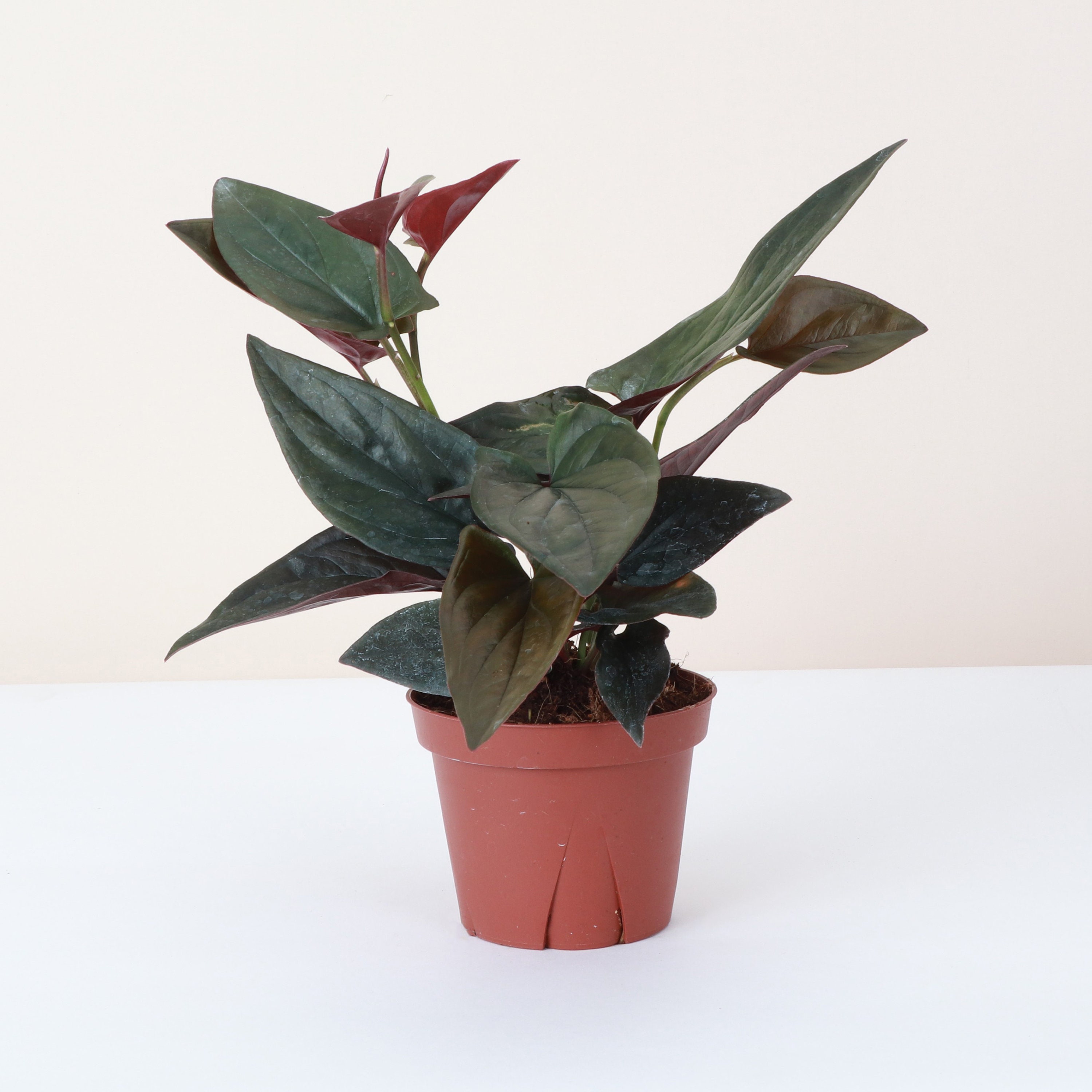 Syngonium Llano Carti Road - 4 Pot – Brumley & Bloom