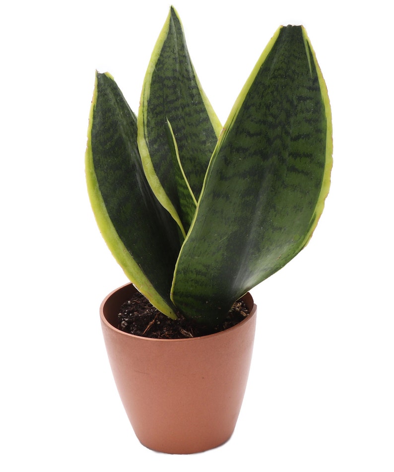 Snake Laurentii Plant Biodegradable Pot | Etsy