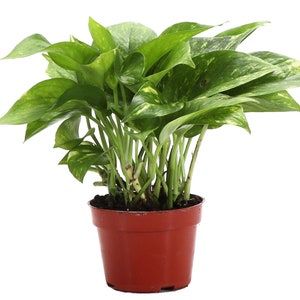 Golden Pothos | 4&quot; Diameter Plant | Live Houseplant | Thorsen&#39;s Greenhouse