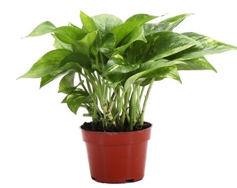 Golden Pothos | 4" Diameter Plant | Live Houseplant | Thorsen's Greenhouse