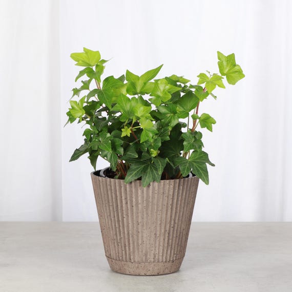Green English Ivy | 4" Diameter Plant | Live Houseplant | Multiple Options  - Etsy