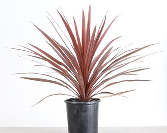 Cordyline Red Sensation | 6" Diameter Plant | Live Houseplant