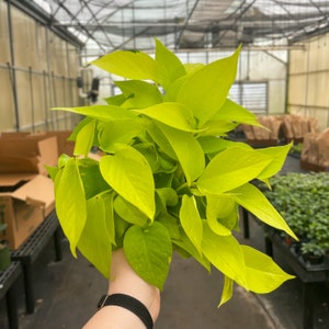May include: A bunch of bright yellow, heart-shaped leaves of a tropical plant. The leaves are held in a person's hand.