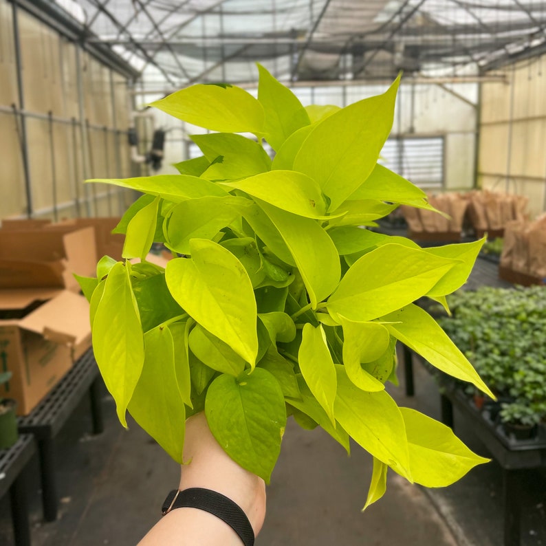 May include: A bunch of bright yellow, heart-shaped leaves of a tropical plant. The leaves are held in a person's hand.