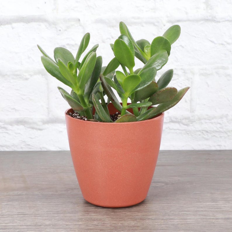 ThorsensGreenhouse Jade Plant
