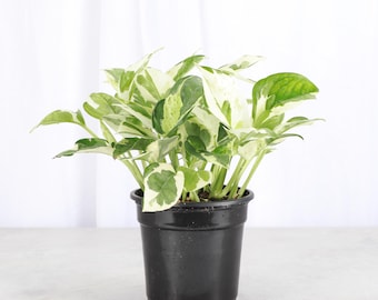 May include: A potted plant with variegated heart-shaped leaves featuring shades of dark green, light green, and creamy white. The plant is housed in a simple, smooth black plastic nursery pot with a circular rim and a slightly tapered base design.