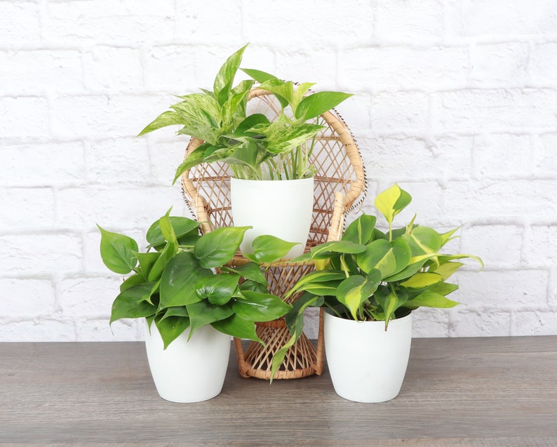 May include: Three potted plants with lush green leaves. The plants are in white pots, displayed on a small wicker chair and a wooden surface. The backdrop is a white brick wall, providing a clean and natural aesthetic.