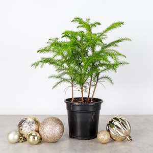 Norfolk Pine - Mini Christmas Tree | 4" Diameter Plant | Live Houseplant | Thorsen's Greenhouse