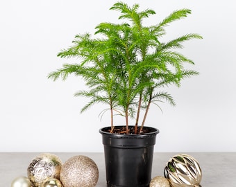 Norfolk Pine - Mini Christmas Tree | 4" Diameter Plant | Live Houseplant | Thorsen's Greenhouse