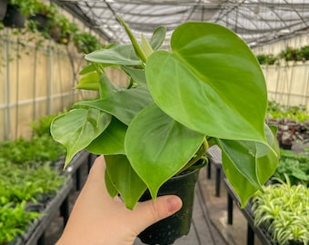 May include: A Philodendron hederaceum plant with vibrant, heart-shaped, glossy green leaves growing in a small black plastic nursery pot. The foliage is dense and lush, featuring pointed tips and smooth, thin stems that support the upright growth.