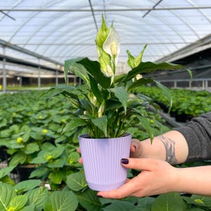 May include: A white peace lily plant with green leaves in a lavender pot. The plant is being held by a person's hand.