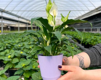 Peace Lily | Ruffle Pot | 4" Diameter Plant | Live Houseplant | Thorsen's Greenhouse