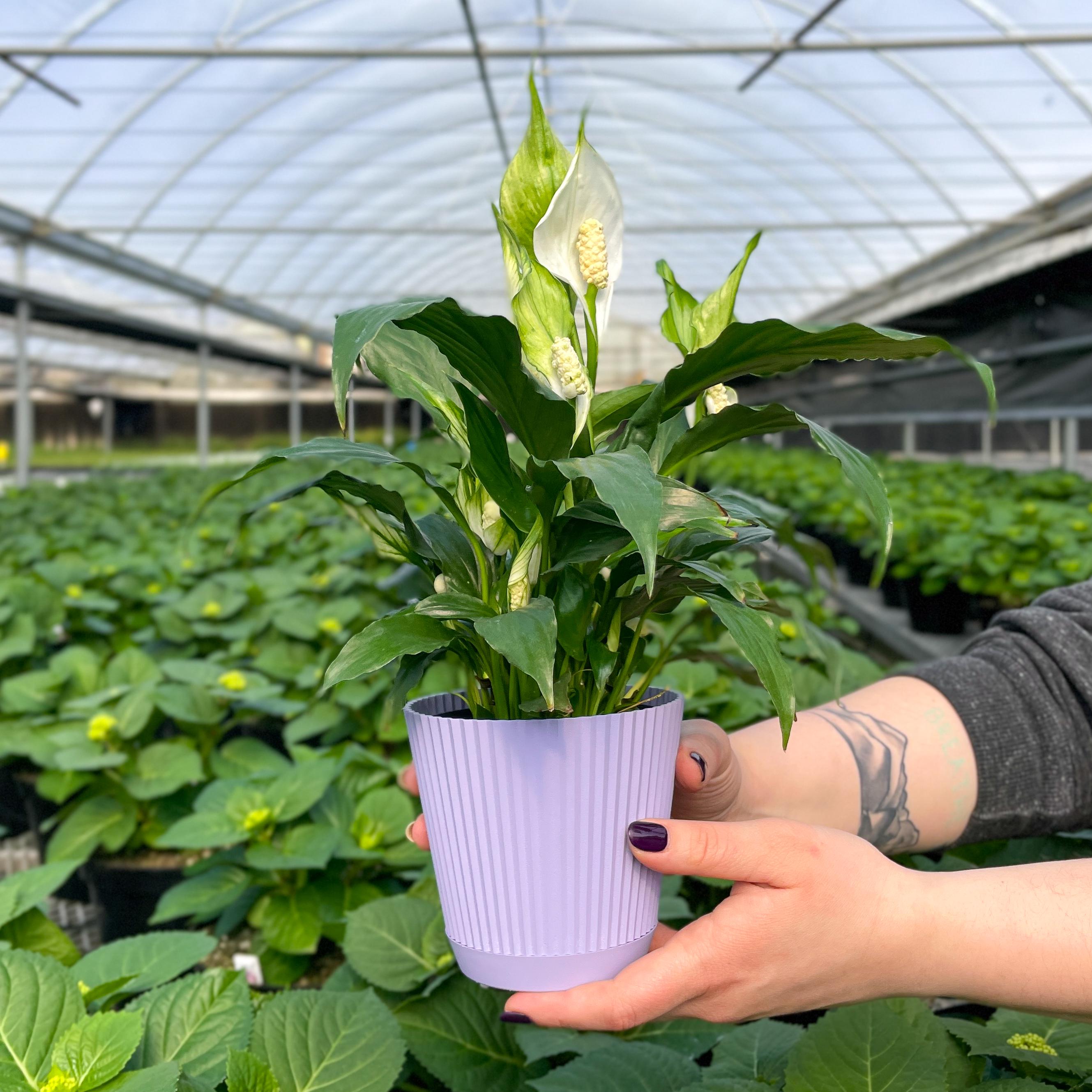 Peace Lily | Ruffle Pot | 4" Diameter Plant | Live Houseplant | Thorsen's  Greenhouse - Etsy Israel