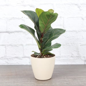 Fiddle Leaf Fig | Biodegradable Pot | 4&quot; Diameter Plant | Live Houseplant | Thorsen&#39;s Greenhouse