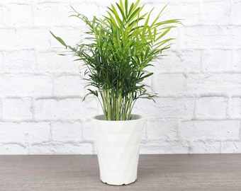 Neanthe Bella Palm | Modern Pot | 4" Diameter Plant | Live Houseplant | Thorsen's Greenhouse