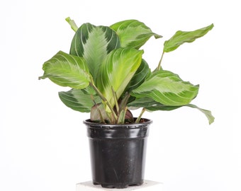 Silver Band Maranta - Prayer Plant | 4" Diameter Plant | Pet Safe | Live Houseplant | Thorsen's Greenhouse