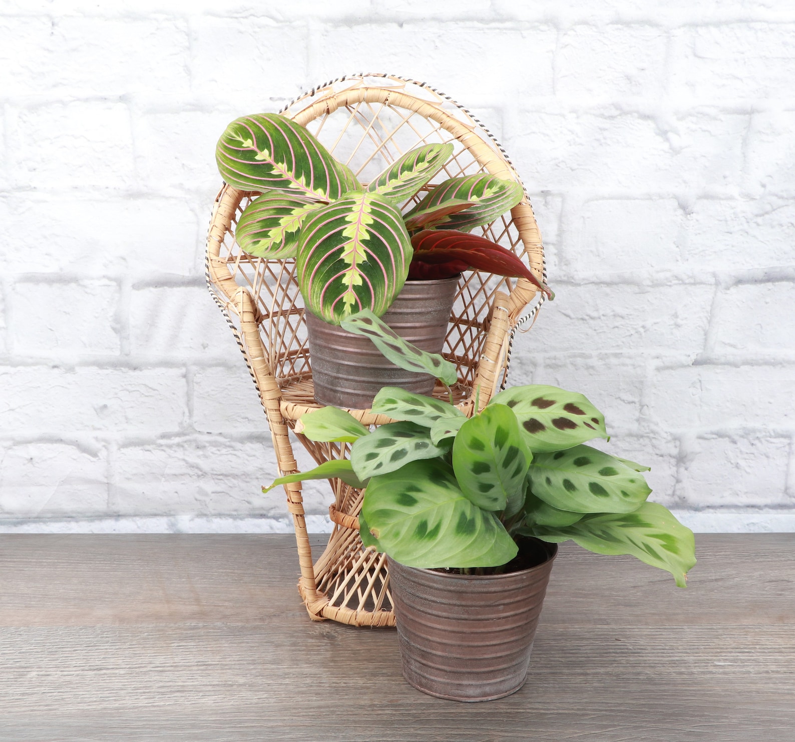 Prayer Plant Set Metal Pots Etsy