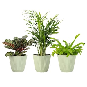 Pet Friendly Plant Set | 4&quot; Diameter Plants | Live Houseplants | Thorsen&#39;s Greenhouse