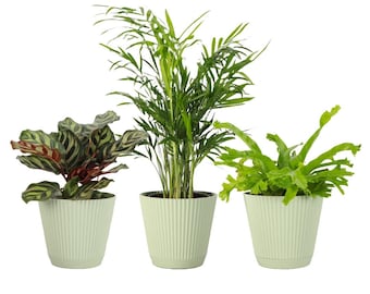 Pet Friendly Plant Set | 4" Diameter Plants | Live Houseplants | Thorsen's Greenhouse