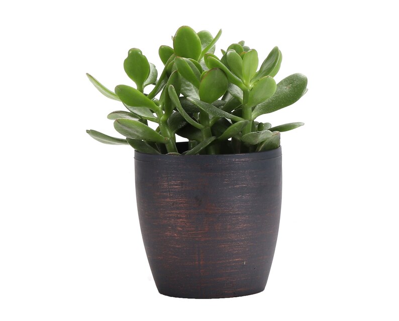 ThorsensGreenhouse Jade Plant - Thumbnail 4