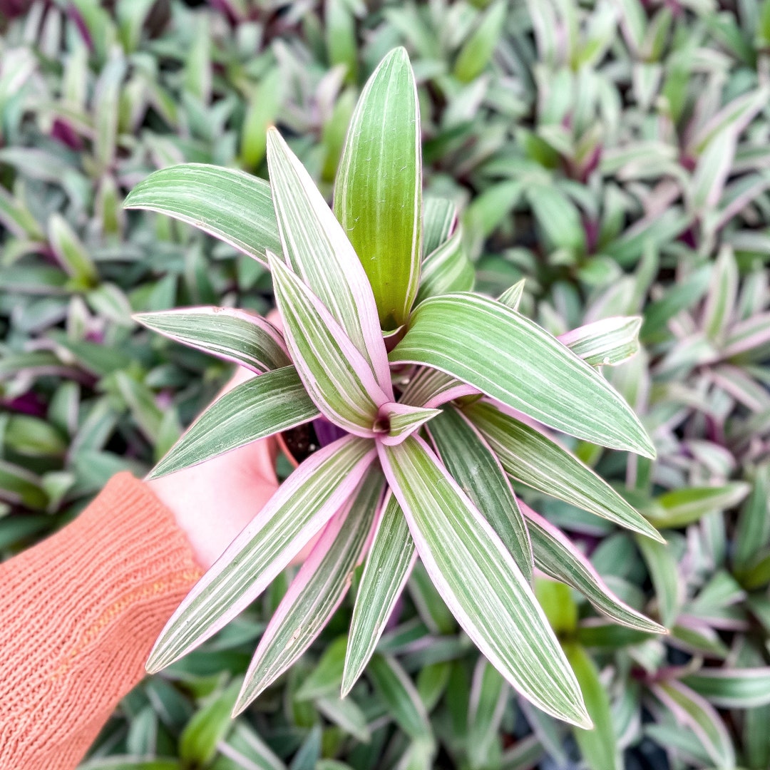 Oyster Tricolor Plant 4 Diameter Plant Live Houseplant Multiple Options