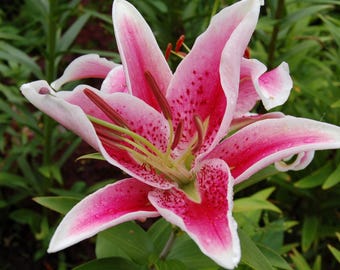 Oriental Lily | Perennial Bulbs | Thorsen's Greenhouse