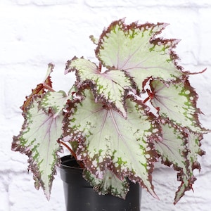 Assorted Rex Begonia | 4&quot; Diameter Plant | Live Houseplant | Thorsen&#39;s Greenhouse