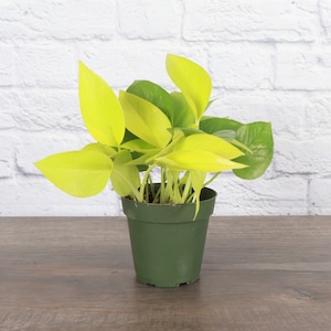 May include: A small potted plant with bright yellow leaves. The plant is in a green plastic pot.