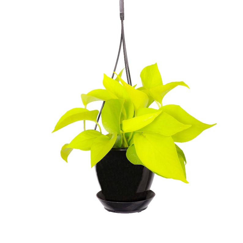May include: A hanging plant with bright yellow leaves in a black pot. The plant is suspended from a black metal hook.