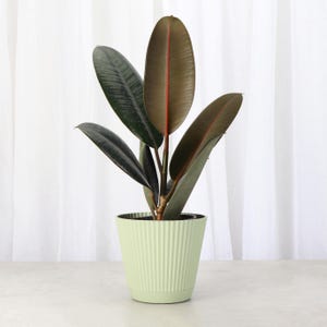 May include: A green potted rubber plant with dark green leaves and a red center vein. The plant is in a light green pot with vertical ridges.