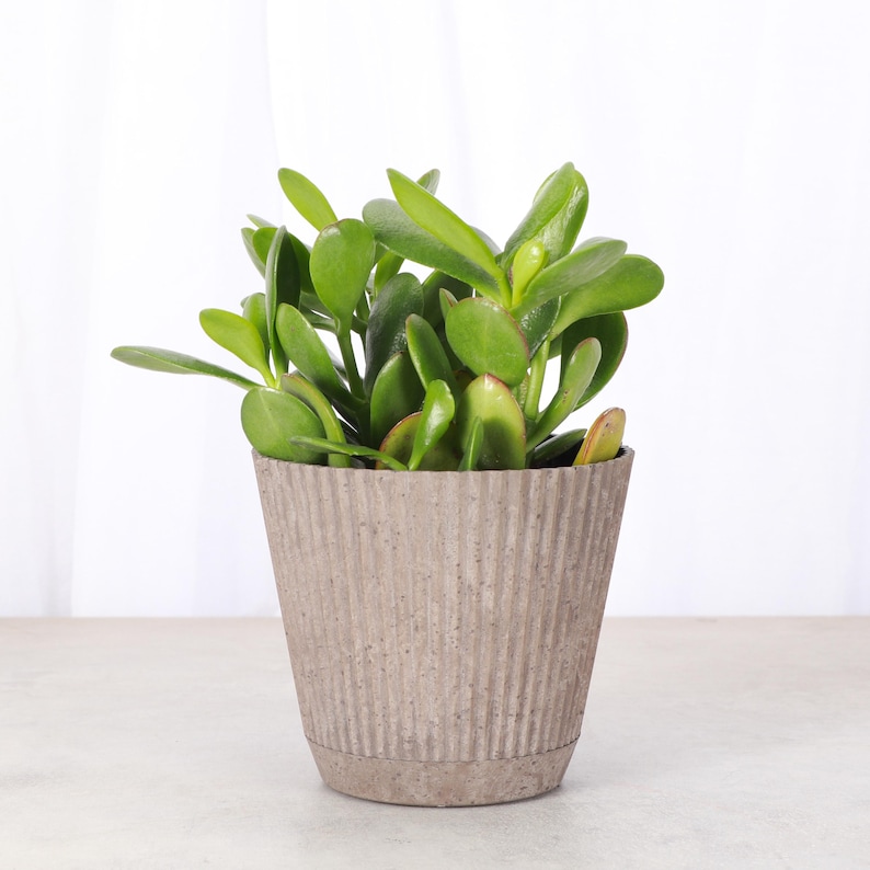 ThorsensGreenhouse Jade Plant - Thumbnail 5