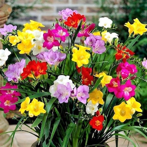 May include: A vibrant bouquet of freesia flowers in full bloom. The arrangement features a variety of colors, including yellow, red, pink, purple, and white blossoms, with long green leaves. The flowers are clustered together, creating a lush and colorful display.