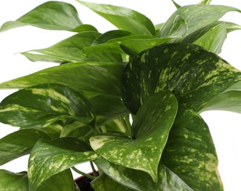 Golden Pothos | Classic Pot | 4" Diameter Plant | Live Houseplant | Thorsen's Greenhouse
