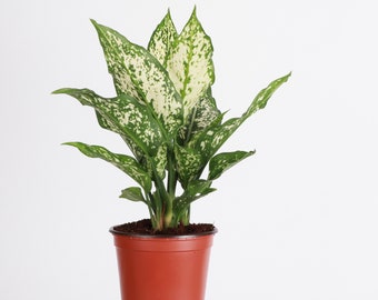 Aglaonema Snow White | 4" Diameter Plant | Live Houseplant | Thorsen's Greenhouse