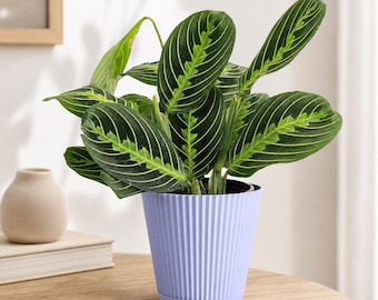 where to buy tiger lily plants Lily Tiger Lancifolium - 5 bulbs main image 0