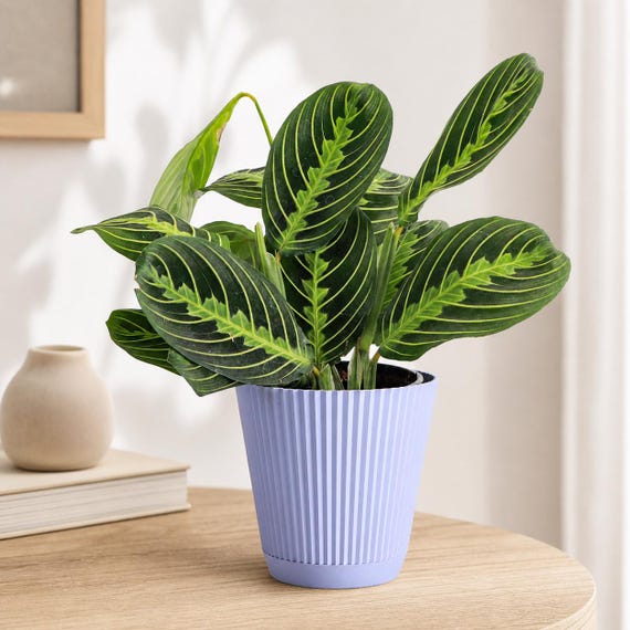 pothos fish tank In-Tank Aquarium Plant Holder and Propagator