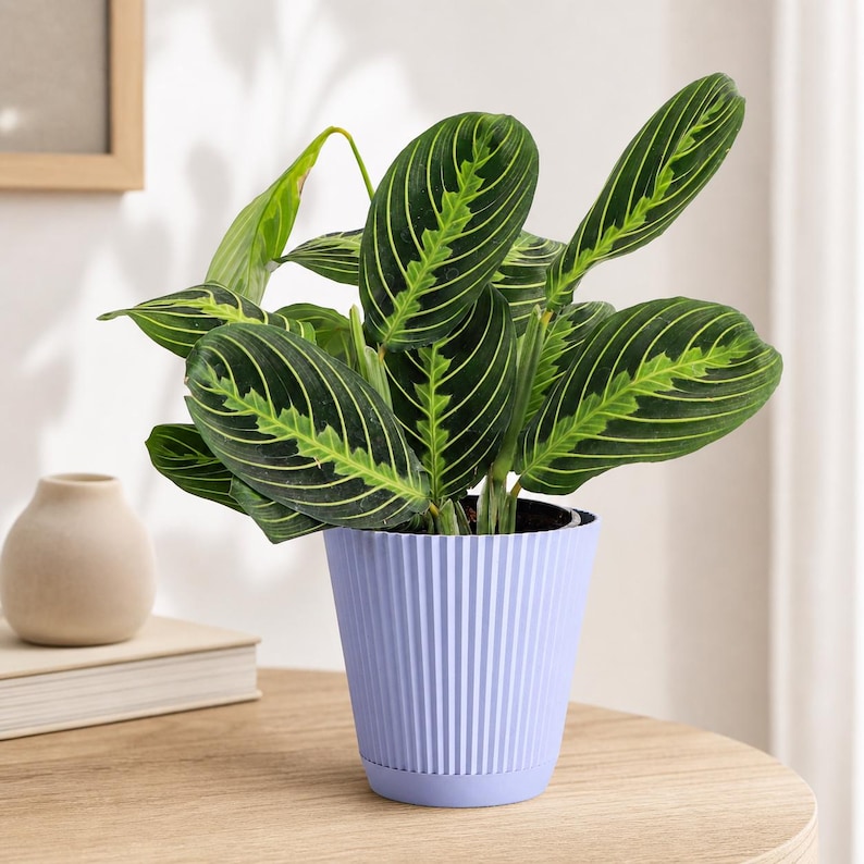 ThorsensGreenhouse Prayer Plant