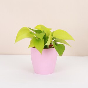May include: A small potted plant with bright yellow-green leaves in a pink pot. The plant is a type of pothos.