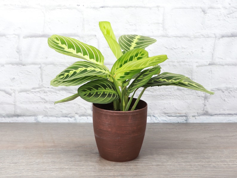 Lemon Lime Prayer Plant Classic Pot 4 Diameter Plant Pet Safe Live Houseplant Thorsen's Greenhouse Copper