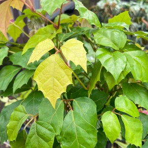 Grape Ivy | 4" Diameter Plant | Live Houseplant | Thorsen's Greenhouse Bild 8