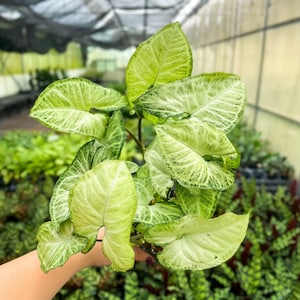 Assorted Butterfly Syngonium Plant | 4&quot; Diameter Plant | Live Houseplant | Multiple Options