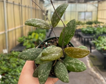 Hoya Sigillatis 'Round Leaf' Plant | 4" Diameter Plant | Live Houseplant | Thorsen's Greenhouse