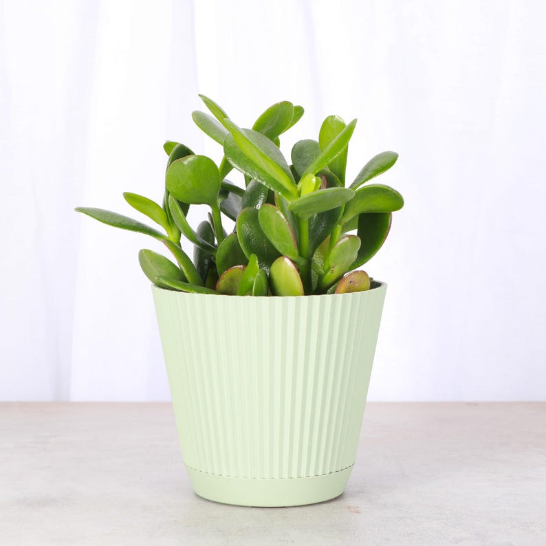 ThorsensGreenhouse Jade Plant - Thumbnail 3