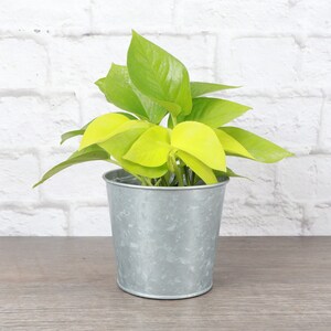 May include: A potted golden pothos plant with bright yellow leaves in a silver galvanized metal pot.