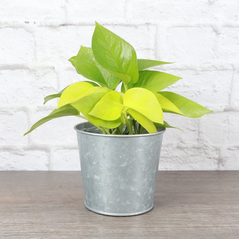 May include: A potted golden pothos plant with bright yellow leaves in a silver galvanized metal pot.