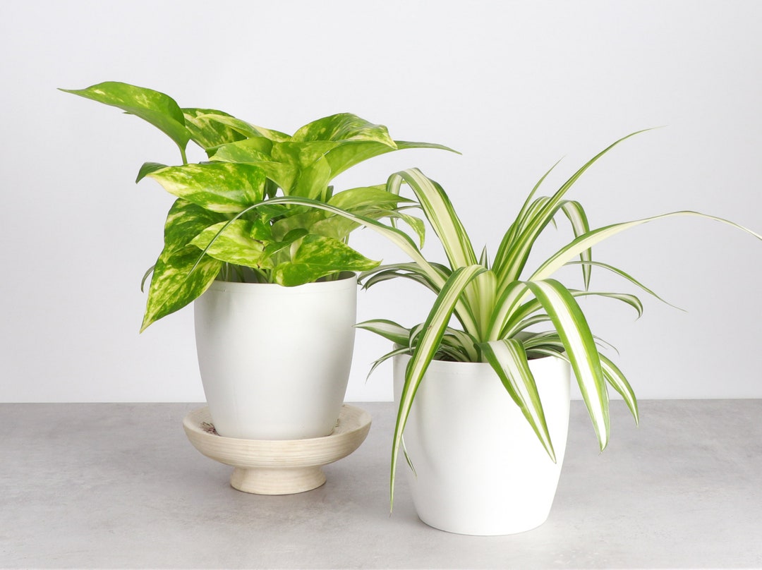 Air Purifying Plant Set 4 Diameter Plants Live Houseplants Thorsen's