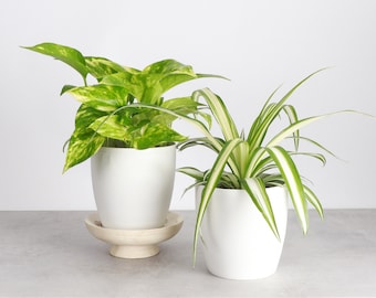 Air Purifying Plant Set | 4" Diameter Plants | Live Houseplants | Thorsen's Greenhouse