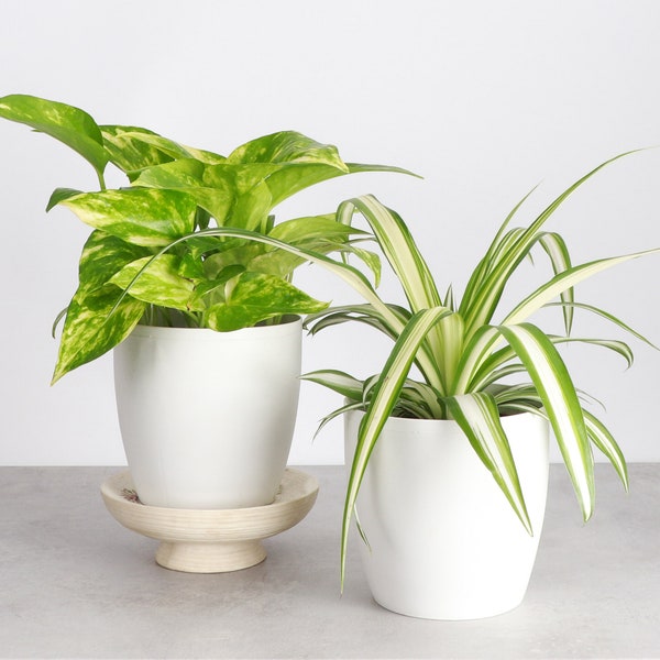 Air Purifying Plant Set | 4" Diameter Plants | Live Houseplants | Thorsen's Greenhouse